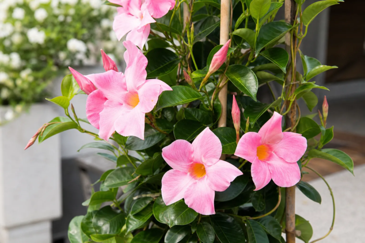 Mandevilla 'Pink Charm'