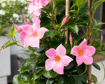 Mandevilla ‘Pink Charm’