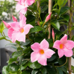 Mandevilla 'Pink Charm' – zdjęcie rośliny