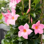 Mandevilla ‘Pink Charm’ (Mandevilla 'Pink Charm') – plant photo