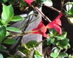 Mandevilla ‘Red Riding Hood’