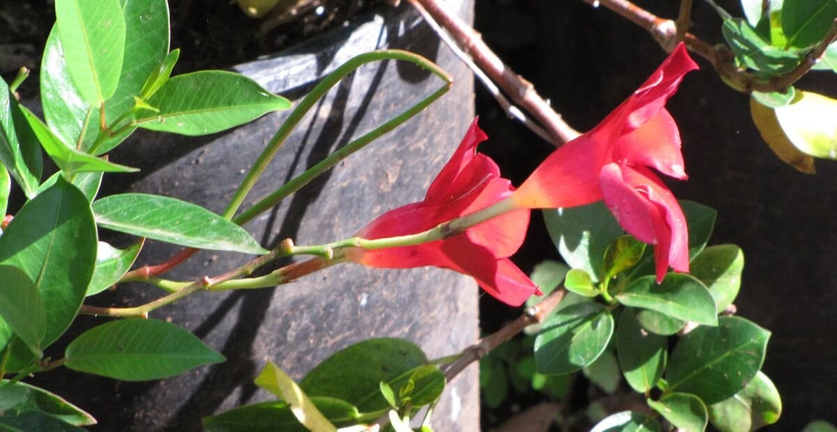 Mandevilla 'Red Riding Hood' – plant photo