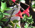 Mandevilla ‘Red Riding Hood’