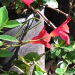 Mandevilla ‘Red Riding Hood’ (Mandevilla 'Red Riding Hood') – plant photo