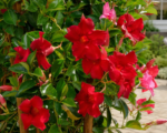 Mandevilla ‘Red Velvet’