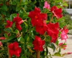 Mandevilla ‘Red Velvet’