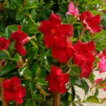 Mandevilla ‘Red Velvet’ (Mandevilla 'Red Velvet') – plant photo