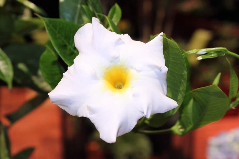 Mandevilla splendens – fotografia rastliny