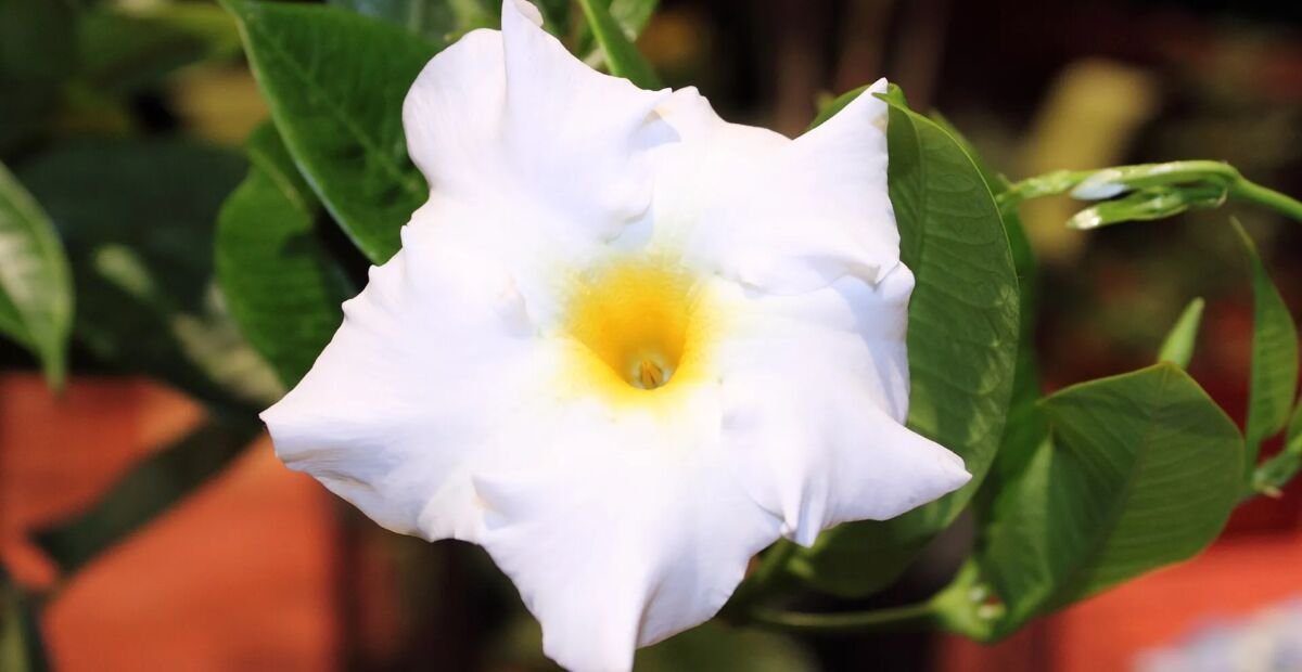 Mandevilla splendens – plant photo