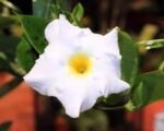 Mandevilla splendens – pielęgnacja i uprawa