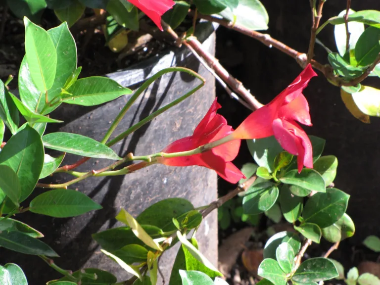 Mandevilla splendens care guide (Mandevilla splendens) – flowers in close-up, plant photo