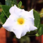 Mandevilla splendens care guide (Mandevilla splendens) – plant photo