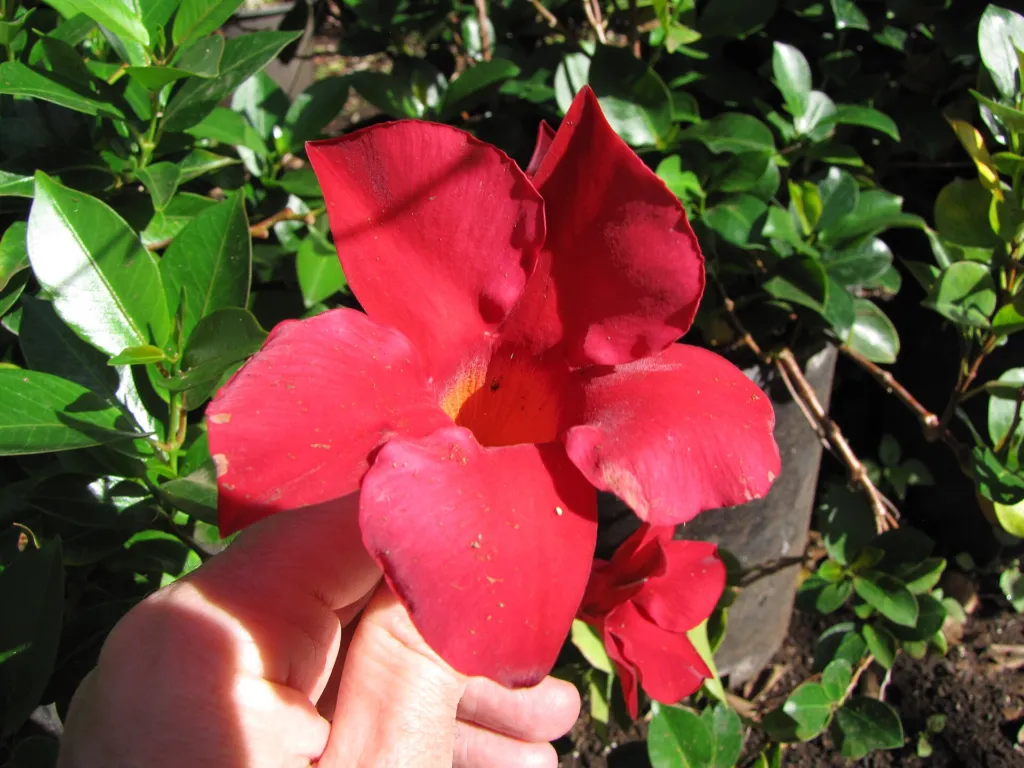 Mandevilla splendens – Blüten in Nahaufnahme, Pflanzenfoto