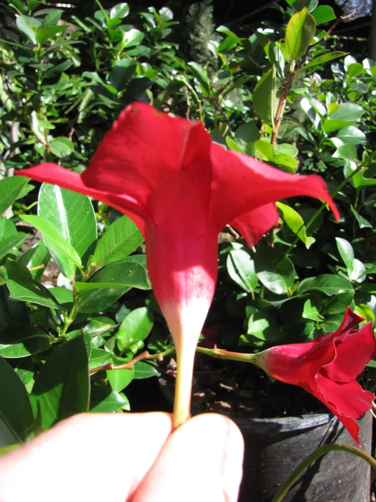Mandevilla splendens – Blüten in Nahaufnahme, Pflanzenfoto