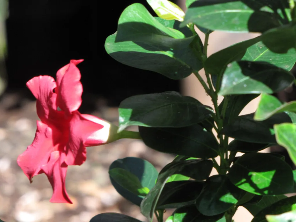 Mandevilla splendens – Blüten in Nahaufnahme, Pflanzenfoto