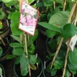 Mandevilla 'Sun Parasol Pink' – fotografia rastliny
