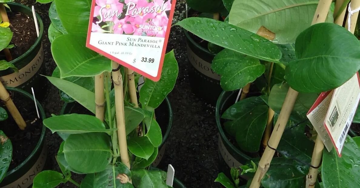 Mandevilla 'Sun Parasol Pink' – Pflanzenfoto