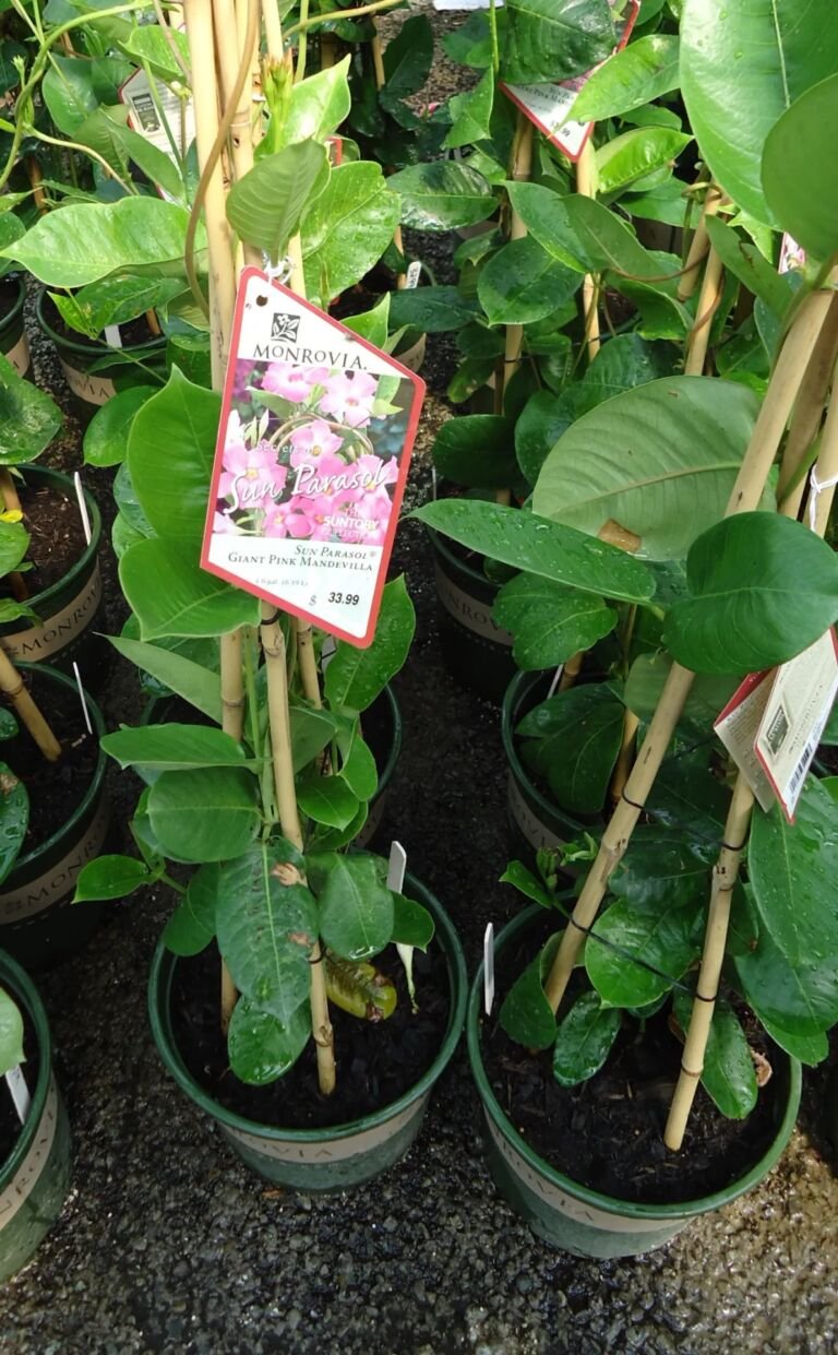 Mandevilla 'Sun Parasol Pink' – zdjęcie rośliny