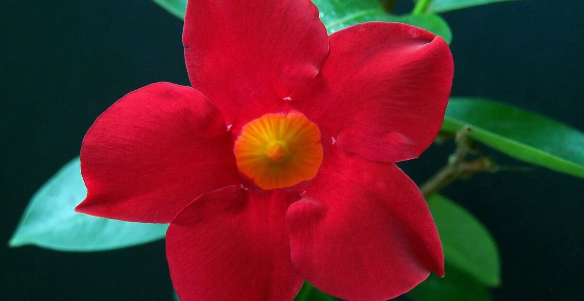 Mandevilla 'Sundaville Red' – fotografia rastliny
