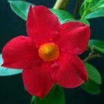 Mandevilla 'Sundaville Red' – zdjęcie rośliny