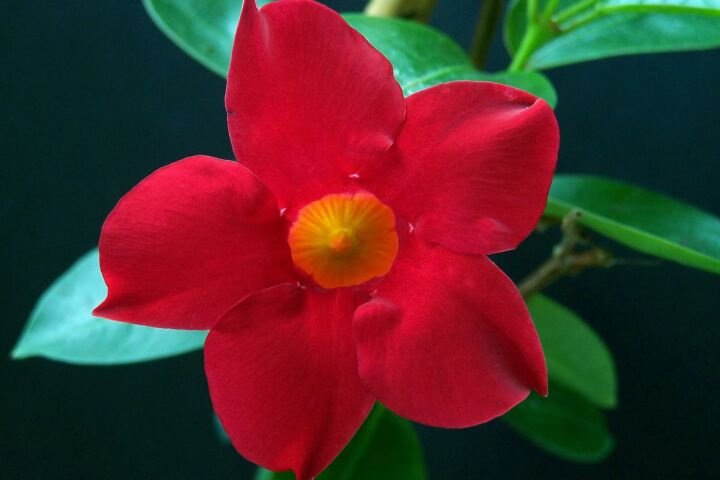 Mandevilla 'Sundaville Red'