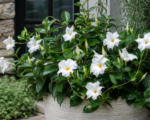 Mandevilla ‘Sundaville White’