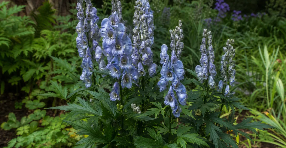 Monkshood (Aconitum 'Stainless Steel') – plant photo