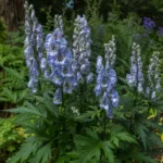 Monkshood (Aconitum 'Stainless Steel') – plant photo