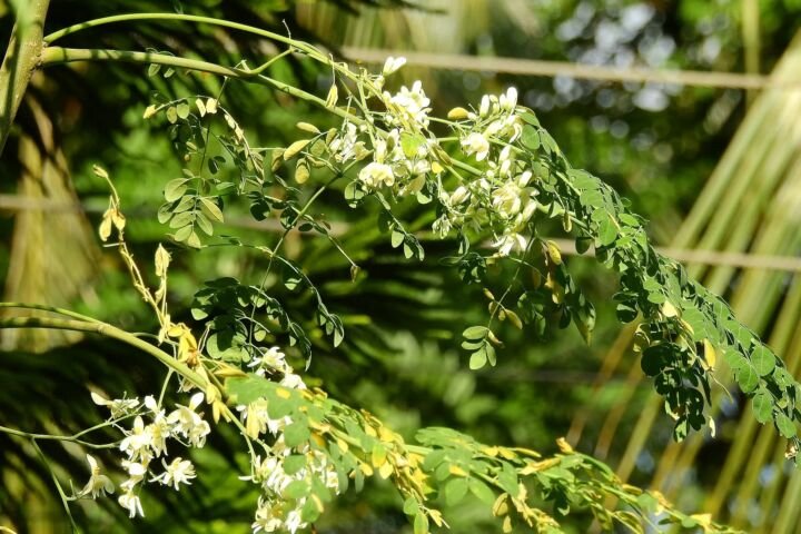 Moringa oleifera
