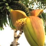 Musa basjoo