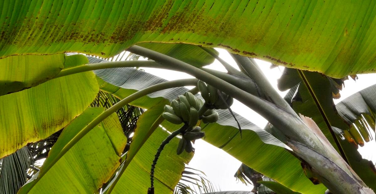 Musa itinerans – plant photo