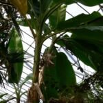 Musa sikkimensis – zdjęcie rośliny