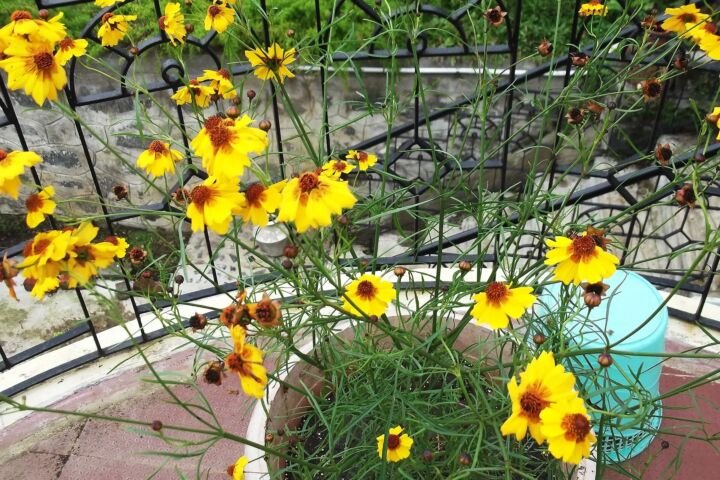 Coreopsis tinctoria