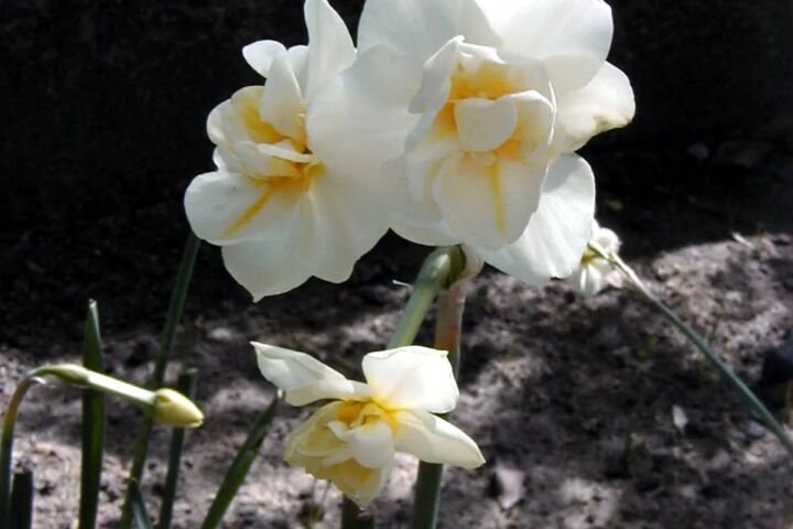 Narcissus 'Cheerfulness'