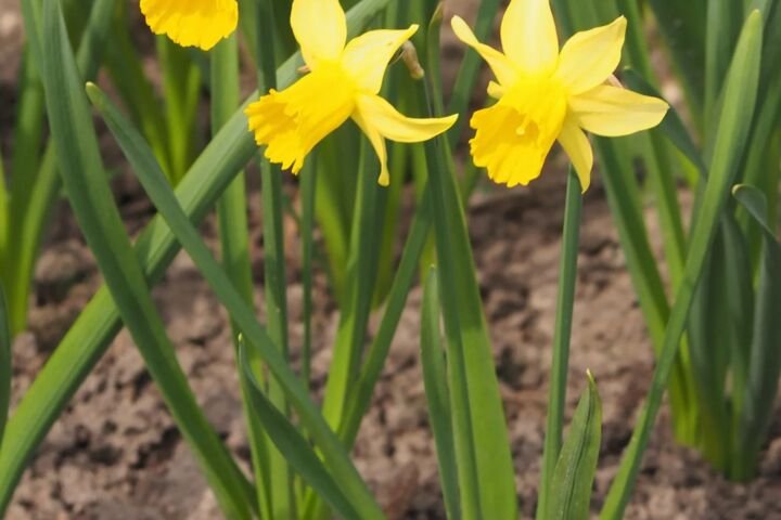 Narcissus 'February Gold'