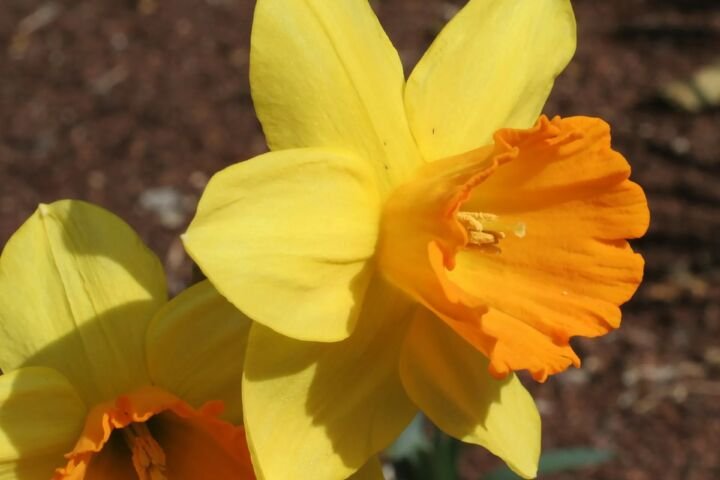 Narcissus 'Fortune'