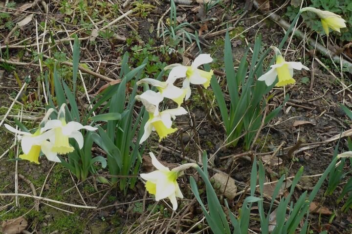 Narcissus 'Jenny'