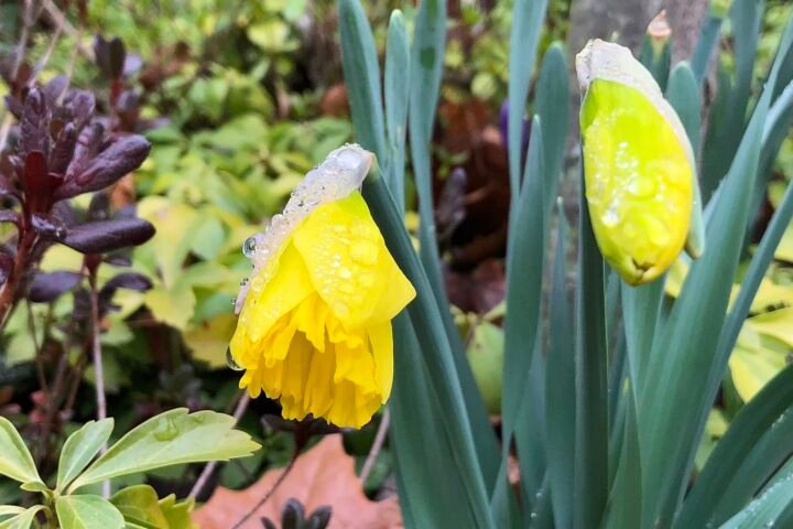 Narcissus 'King Alfred'