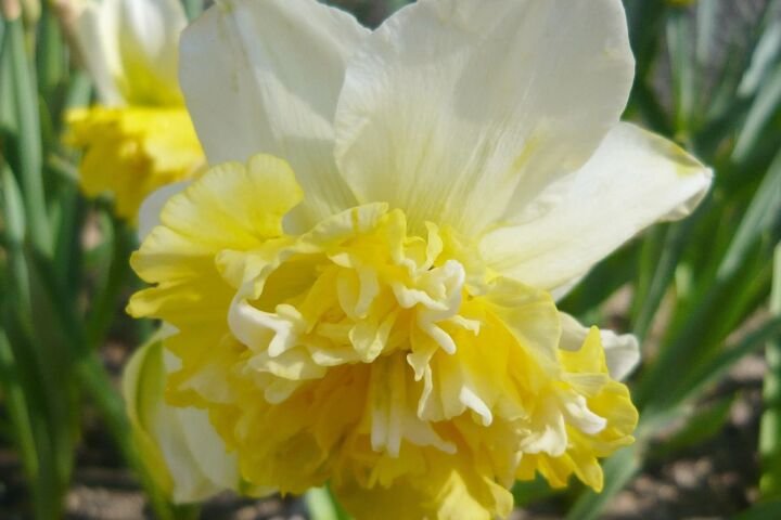 Narcissus 'Ice King'