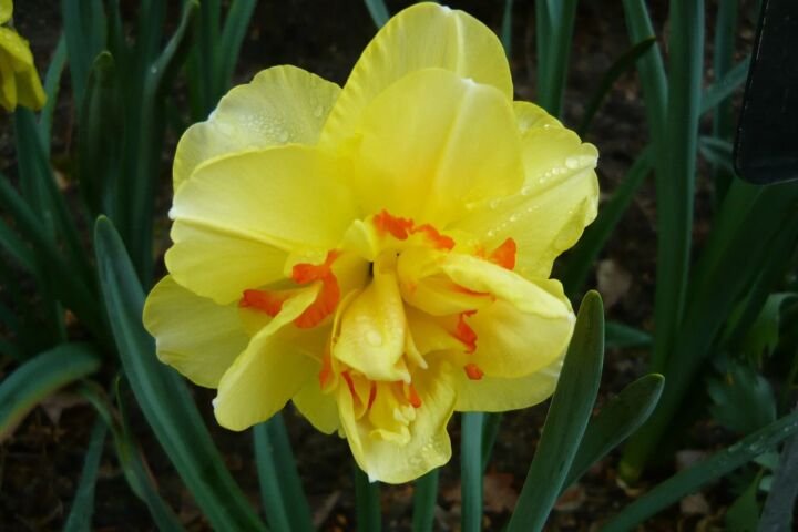 Narcissus 'Tahiti'