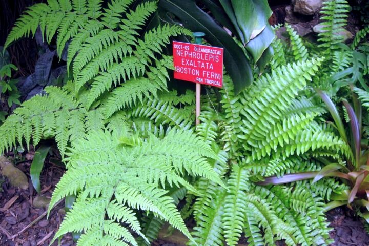 Nephrolepis exaltata