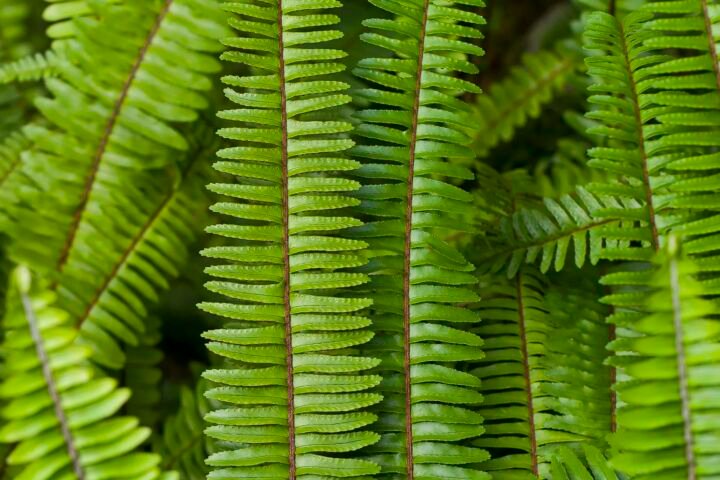 Nephrolepis cordifolia