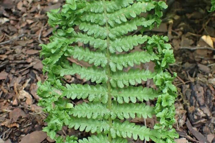 Dryopteris filix 'Mas'