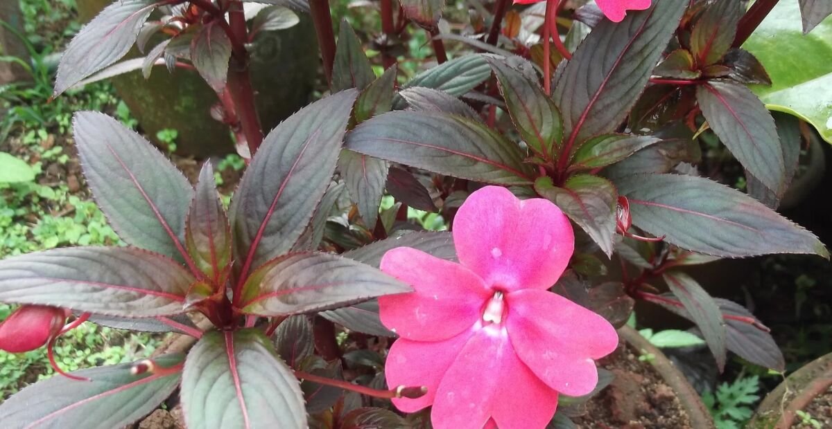 Neuguinea-Impatiens (Impatiens hawkeri) – Pflanzenfoto