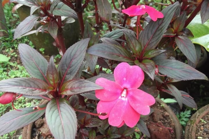 Impatiens hawkeri
