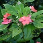 Niecierpek Waleriana (Impatiens walleriana) – zdjęcie rośliny