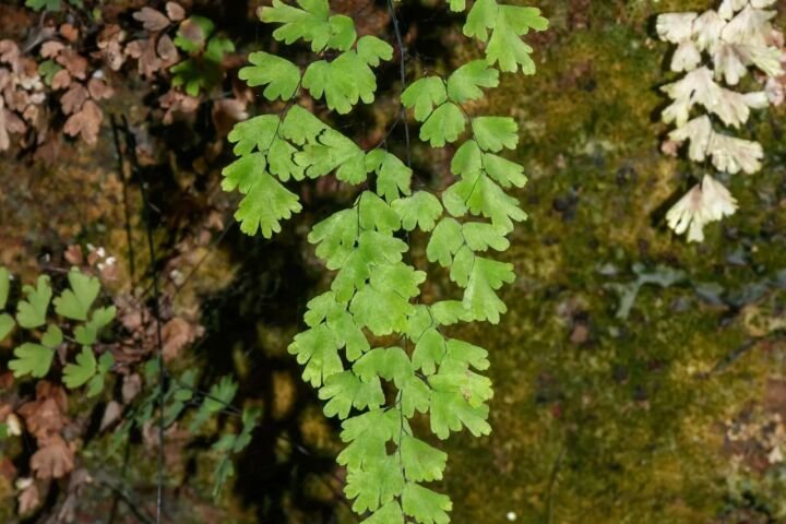 Adiantum 'Capillus Veneris'