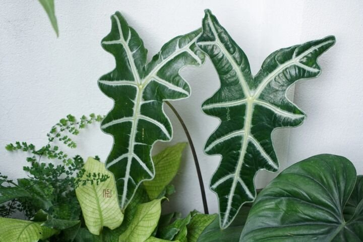 Alocasia sanderiana 'Nobilis'