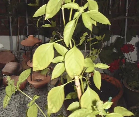 Ocimum americanum