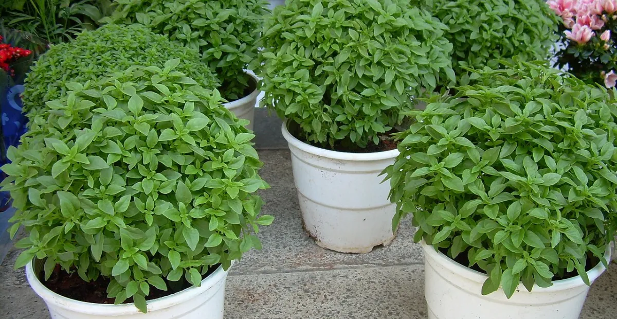 Ocimum basilicum minimum – fotografia rastliny
